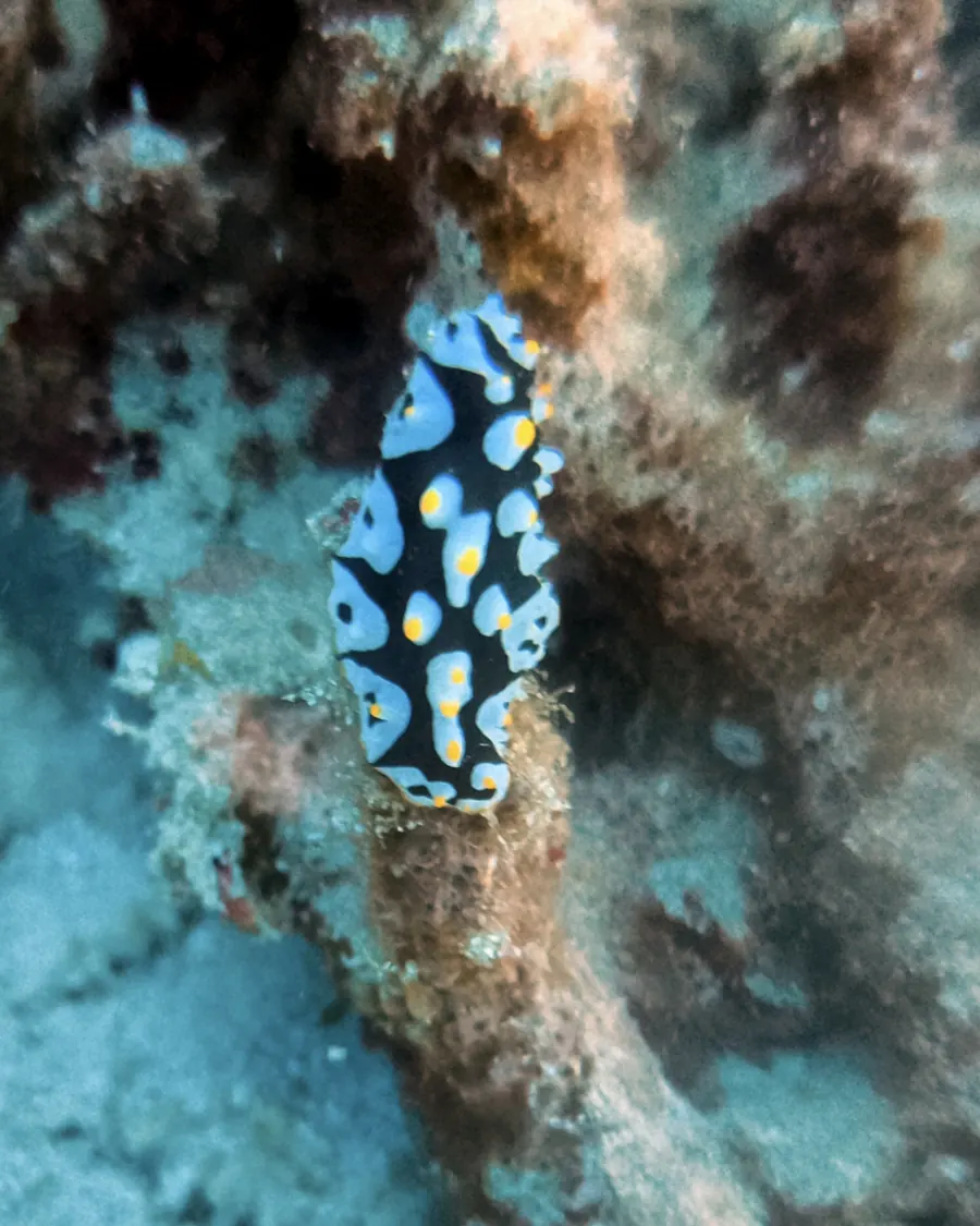 Nudibranş: Birkaç santimlik renkli bir deniz salyangozu